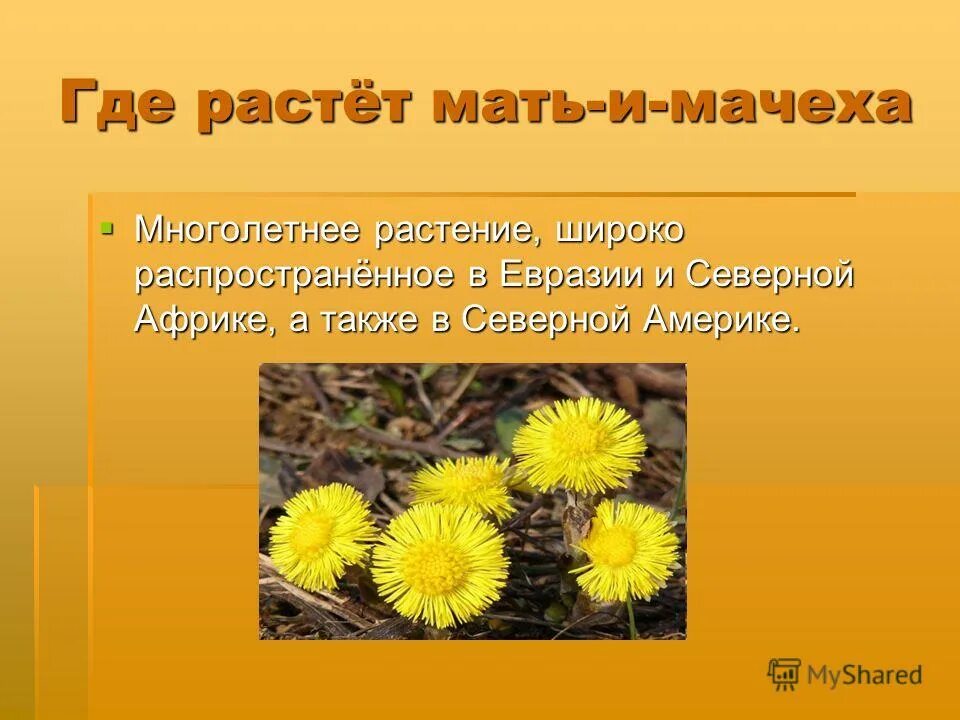 Мать и мачеха часть речи. Стадии развития мать и мачехи. Сложноцветные растения мать и мачеха. Мать-и-мачеха многолетние травы. Мать и мачеха где растет.