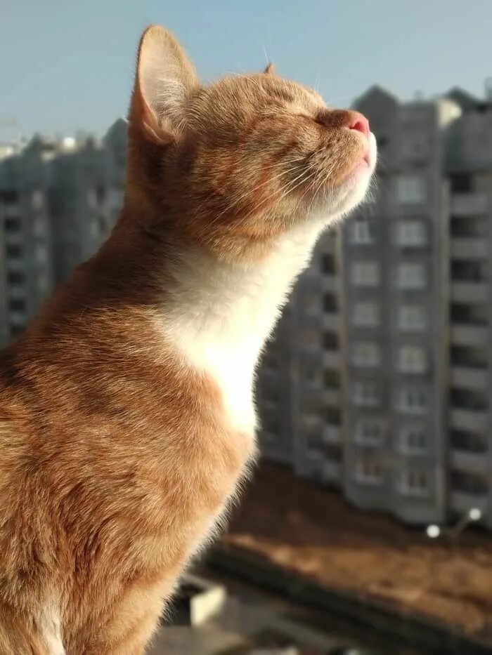 Доброе утро пахнет весной. Кот ждет весну. Небо пахнет весной. Ч3вствуйте зппах весны. Небо пахнет весной.