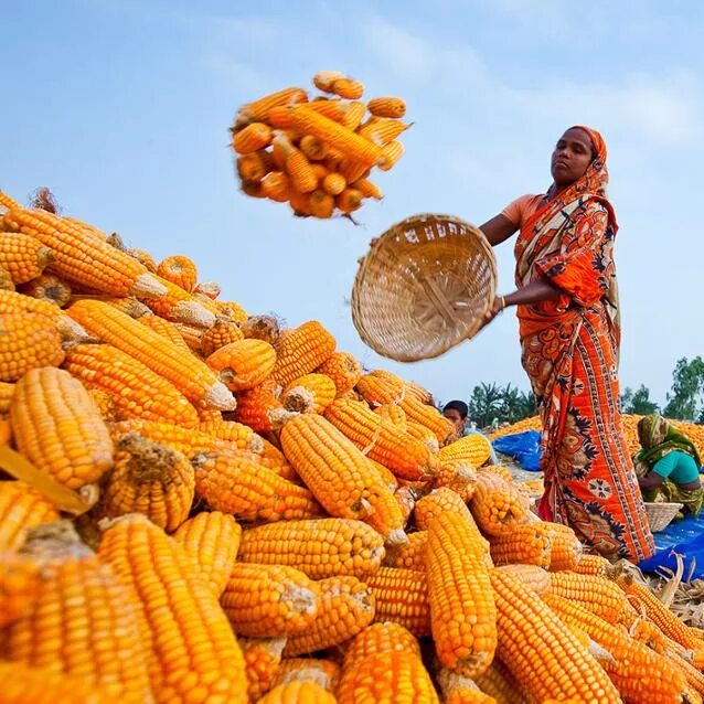 Many corns