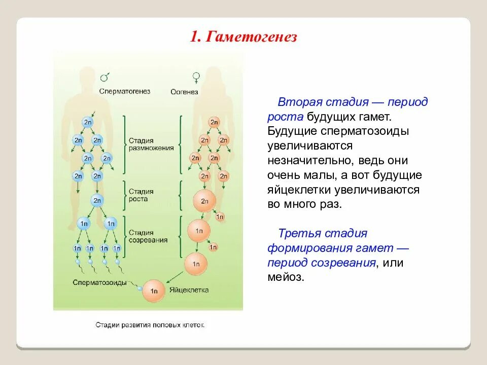 Стадии формирование гамет. Периоды гаметогенеза стадии развития гамет. Гамет стадии развития половых клеток. Гематогенез стадия роста. Стадия размножения гаметогенеза.