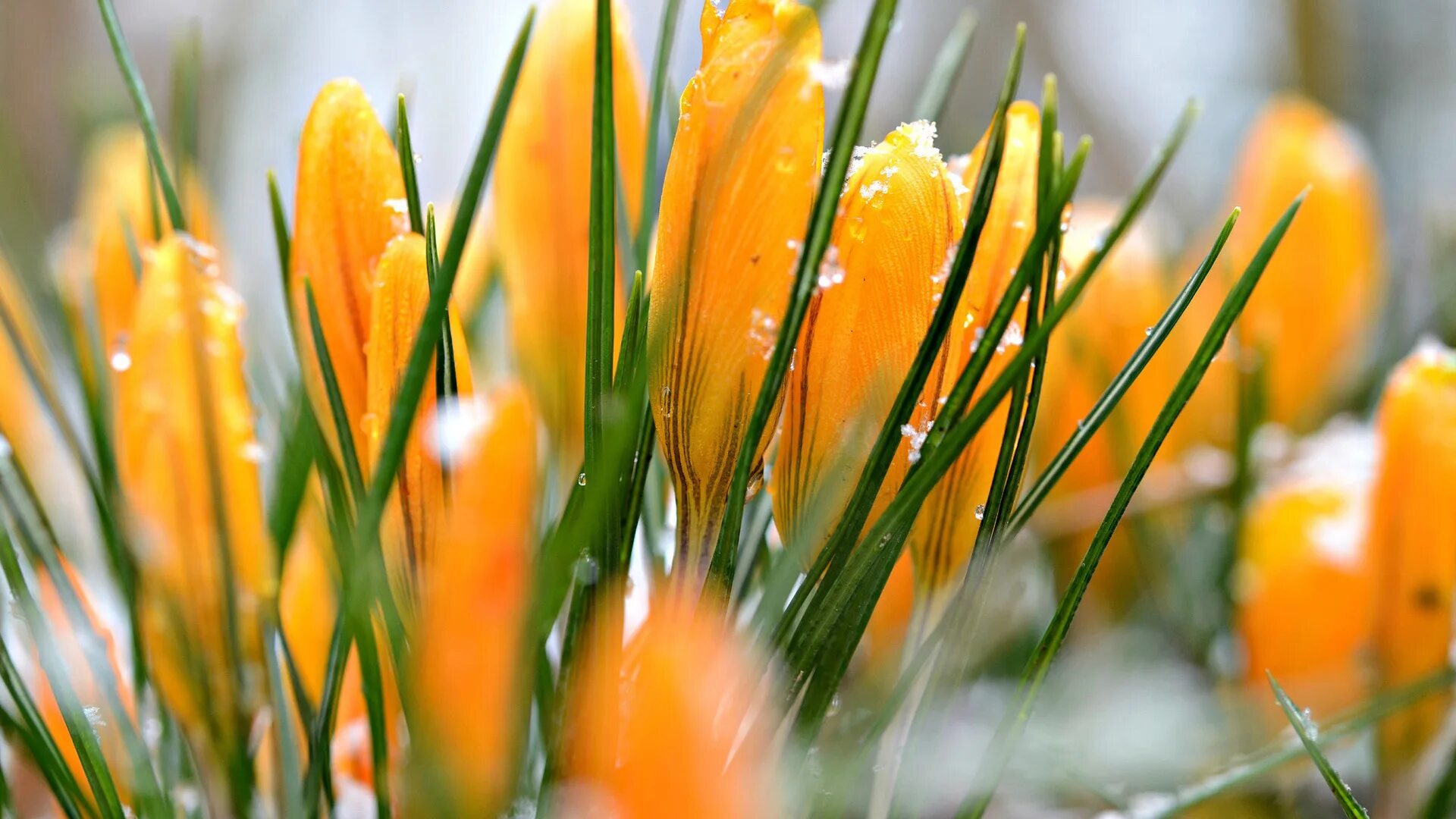 Картинка начало весны на телефон. Крокус желтый. Крокус оранжевый. Крокусы цветы оранжевые. Первоцветы крокусы.