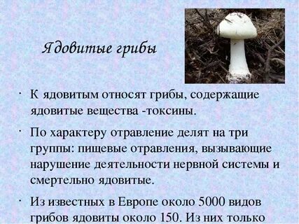 Реферат на тему грибы