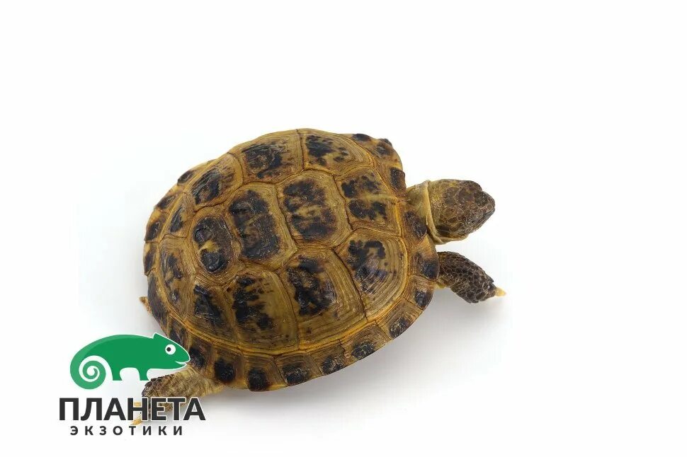 маргината черепаха. сухопутная черепаха. среднеазиатская черепаха. черепахи в зоомагазине. сколько стоит черепашка.