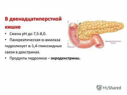 Двенадцатиперстной кишечная