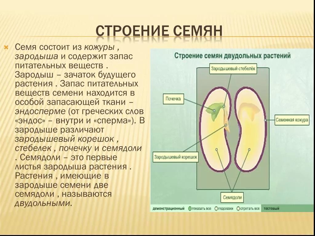 Семенные растения ткани. Строение зародыша семени двудольных. Запасные питательные вещества в зародыше семени. Строение семени семенная кожура зародыш запас питательных веществ. Запасные питательные вещества в семени двудольных растений.