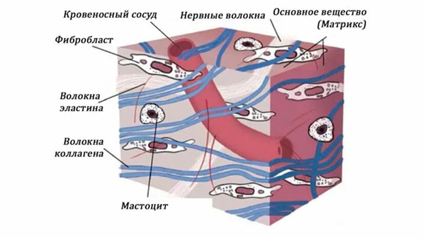 Соединительная ткань фасции. Фасция это соединительная ткань. строение фасции гистология. фасция клетки.