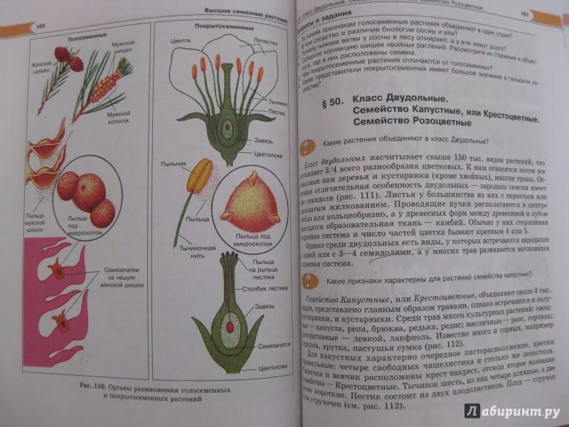 Учебник биологии рисунок. Биология. 6 Класс. Живые организмы. Растения. Бактерии. Грибы. Трайтак. Трайтак биология 6 класс грибы. Растения учебник биологии. Иллюстрации из учебника биологии.