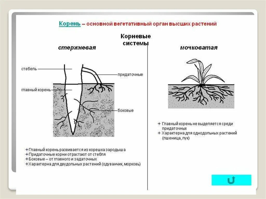 Корень вегетативный орган растения. Корень основной вегетативный орган растения. Корневая система высших растений. Корень высших растений.