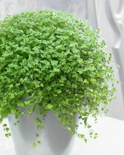 Растение низкорослое с мелкими листьями