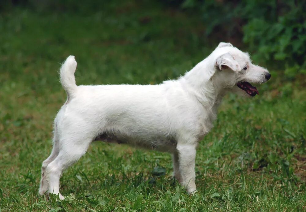 джек-рассел-терьер альбинос. джек рассел белый. альбинос собака джек рассел. парсон-рассел-терьер. джек-рассел-терьер альбинос.