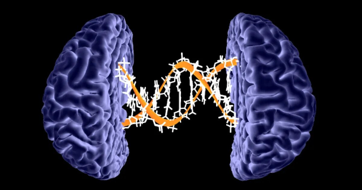 Интеллект генетика. Генетика мозг. Генетический интеллект. Генетика и память. Когнитивная генетика.