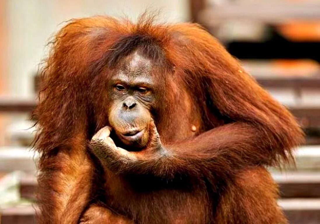 Обезьяна не понимает. Орангутанг думает. Обезьяна думает. Задумчивый орангутанг. Смешные обезьяны.