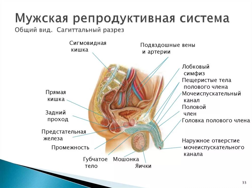 Репродуктивные органы мужчины. Схема строения репродуктивной системы. Анатомия и физиология репродуктивной системы мужчины. Строение мужской репродуктивной системы анатомия. Репродуктивная система кратко схема.