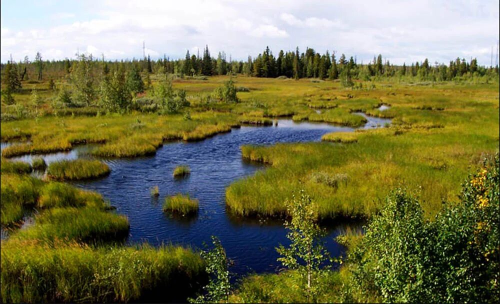 Экосистема болота биогеоценоз. Болотные экосистемы России. Болотные экосистемы Сахалин. Заболоченные экосистемы.