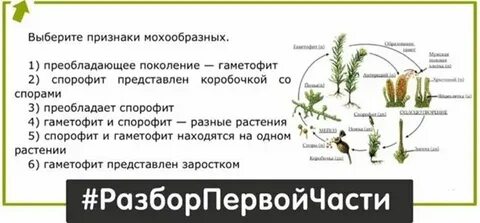 Спорофит мхов представлен ответ