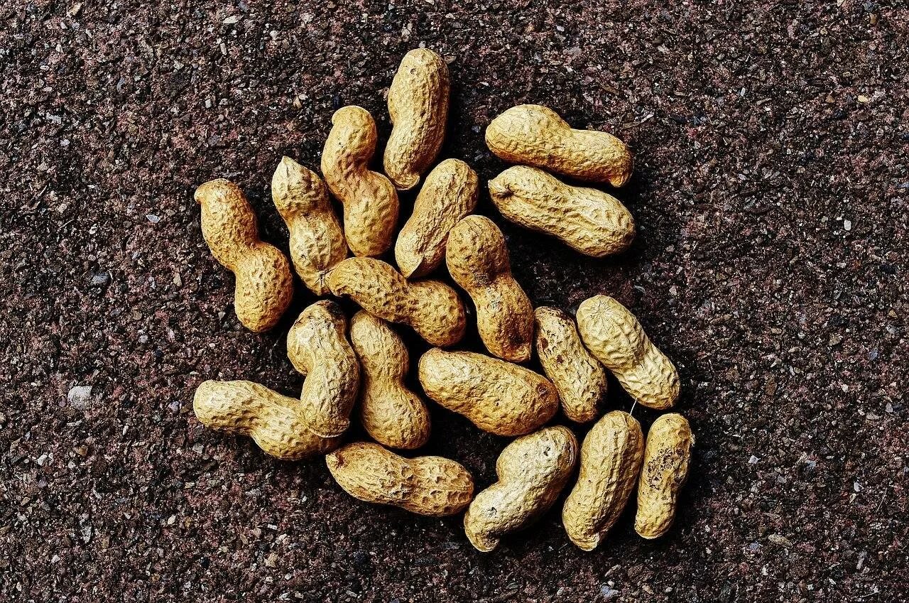 Земляной орех арахис. Арахис культурный(Земляной орех) Престиж ц. Арахис в Южной Америке. Арахис Африка.