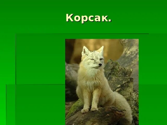 Корсак сообщение 4 класс окружающий мир. Животные тюменской области. животный мир тюменской области. животные обитающие в тюменской области. растительный и животный мир тюменской области.