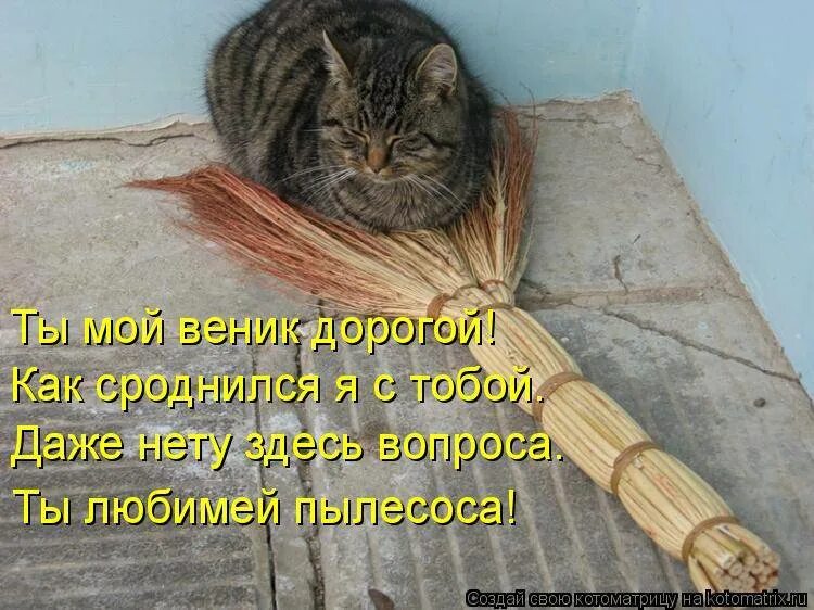 Если дома нету денег привяжите веник. Веник смешной. котик с веником. метла смешная. кот на метле.