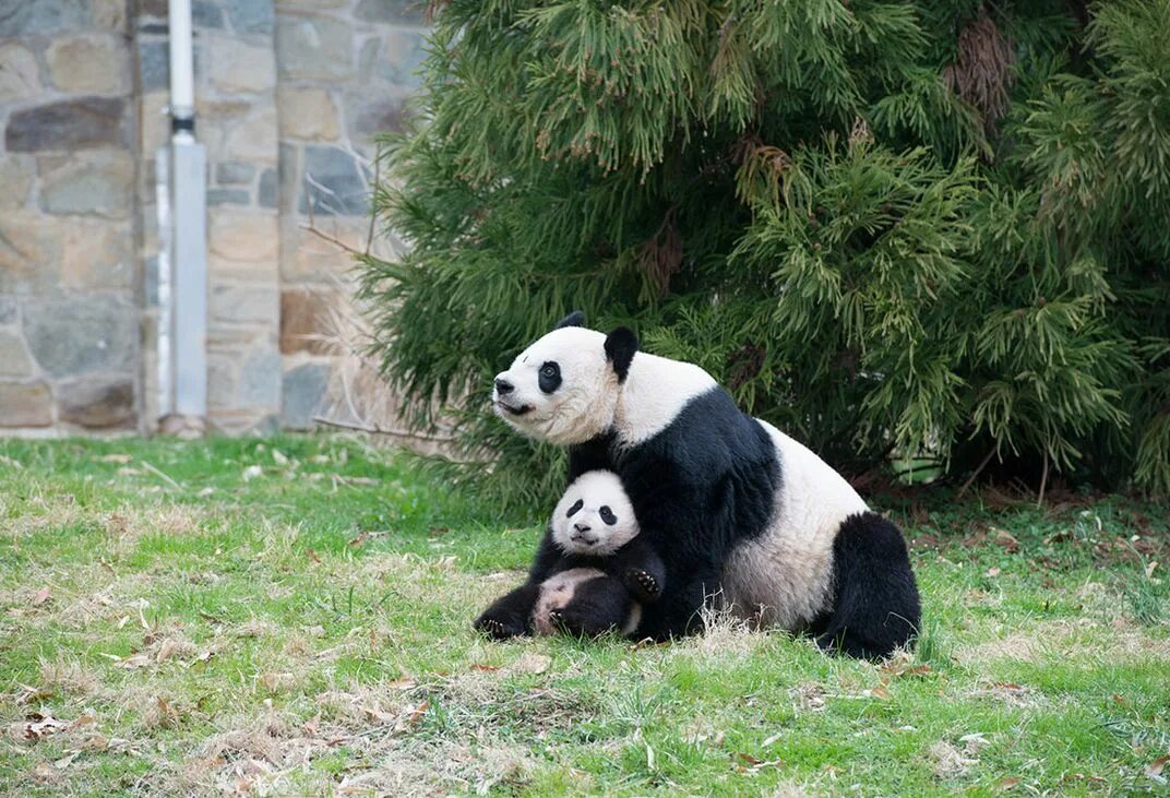 Pandas buy