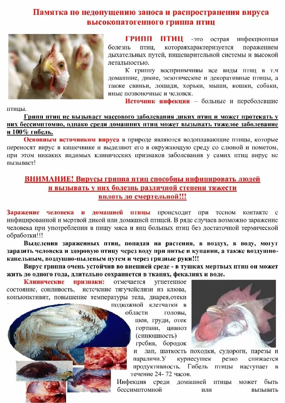 Грипп птиц памятка для населения. Высокопатогенный грипп птиц профилактика. Памятка грипп птиц. Грипп птиц памятка для населения. Памятка по птичьему гриппу для населения.