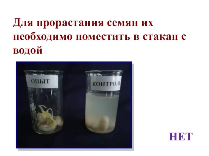 Условия прорастания семян вода. Прорастание семян. Вода для прорастания семян. Прорастание семян без воды. Условия прорастания семян.