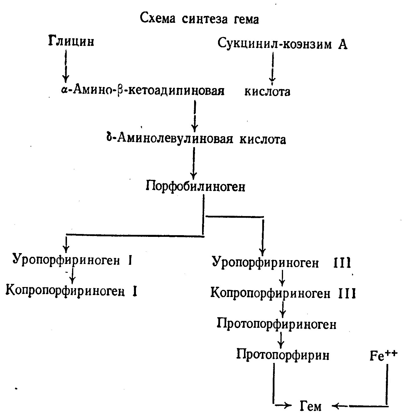 Синтез гему. Общая схема синтеза гема место протекания. Синтез гемоглобина биохимия схема. Схема регуляции синтеза гема. Синтез гема биохимия схема.