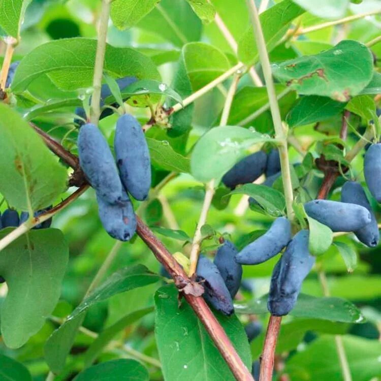 Жимолость съедобная Пушкинская. Жимолость съедобная (Lonicera edulis `нимфа`). Жимолость томичка. Жимолость съедобная (Lonicera edulis `Амфора`).