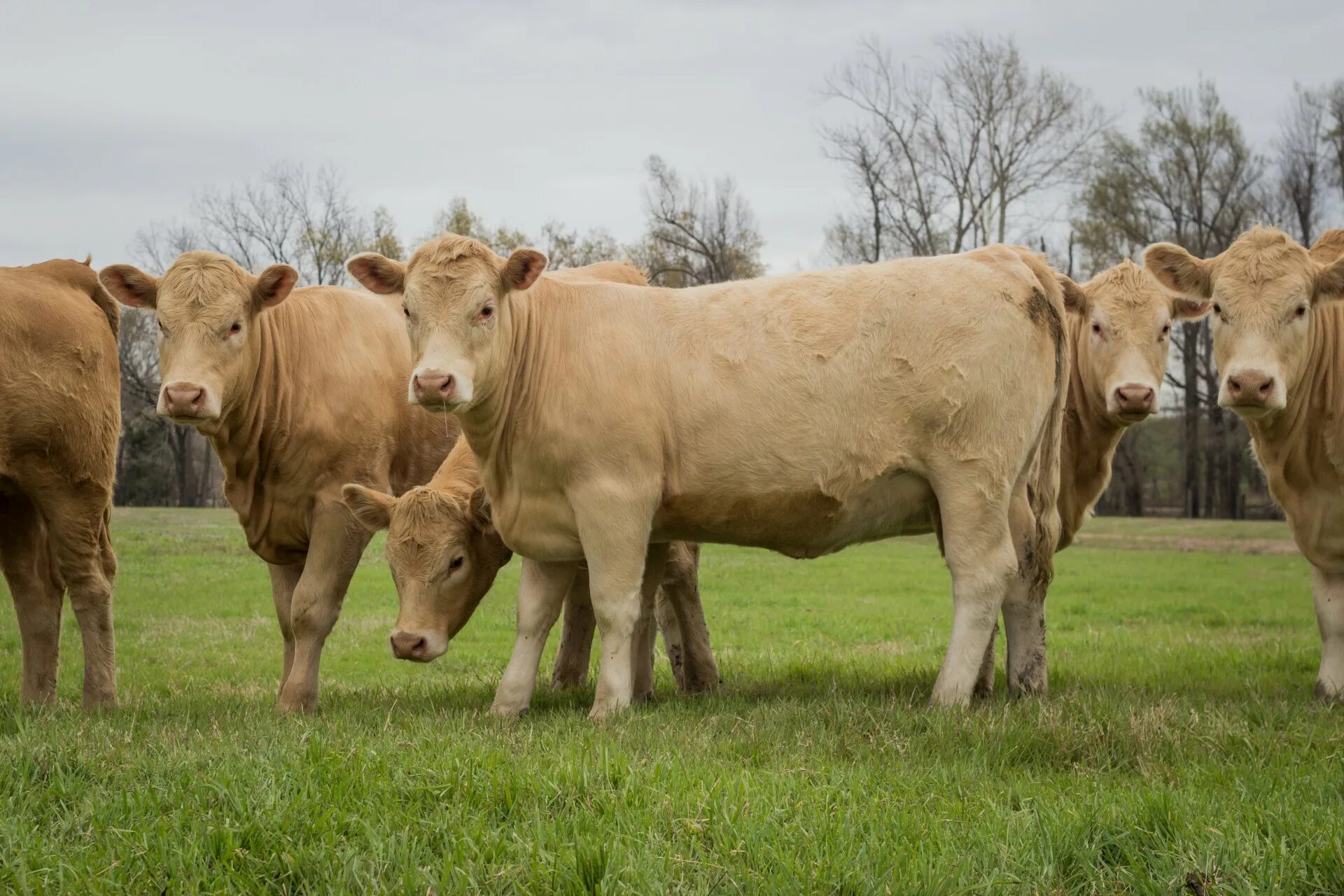 Породы коров с фото. Ангус + шароле. симментал абердин. charolais cattle. ангус порода коров алтай.