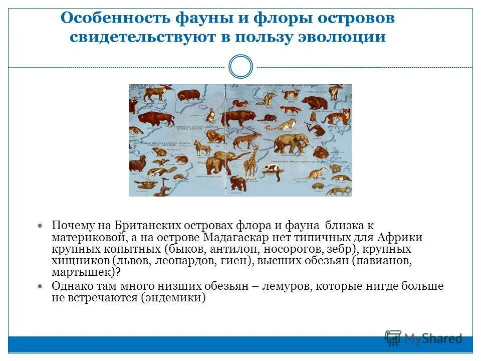 адаптация животных. признаки фауны. особенности животного мира в нашем регионе. адаптация животных. животный мир омской области.