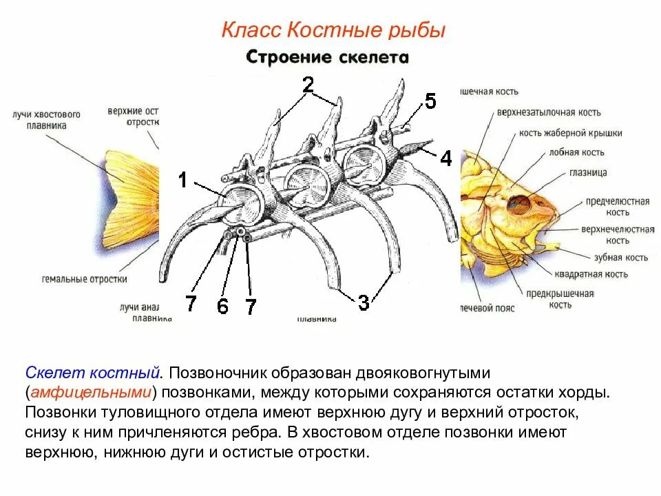 Скелет костной рыбы 7 класс. Позвоночник у костных рыб. Скелет костной рыбы окуня. Отделы позвоночника костных рыб. Скелет рыбы окуня.