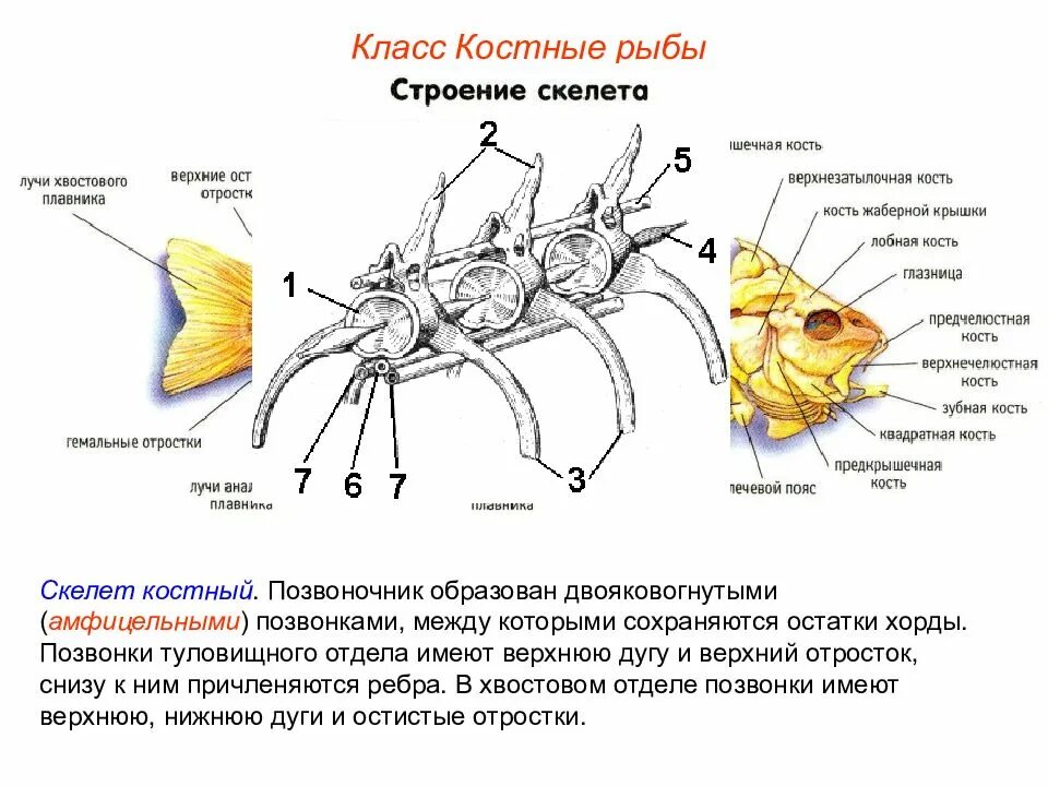 Строение позвоночника костных рыб. Строение хвостового позвонка у рыб. В позвоночнике костных рыб имеются отделы:. Туловищный позвонок рыбы.
