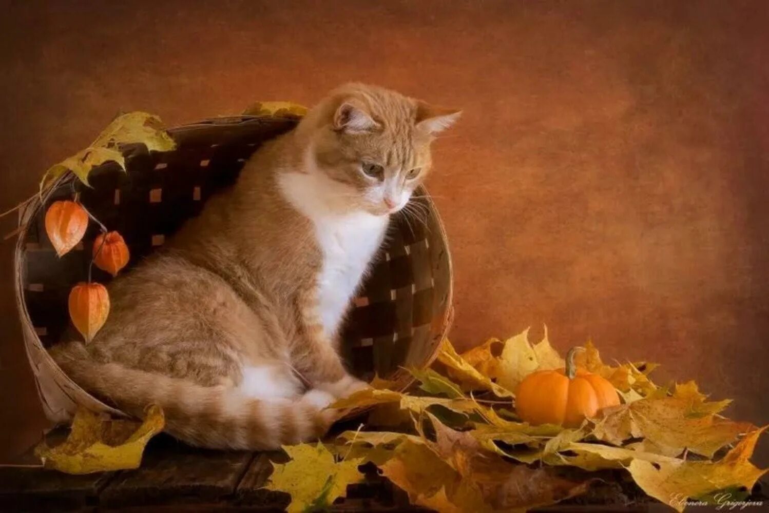 Осенний кот. Натюрморт с котом. Осенний натюрморт с кошкой. Натюрморт с кошкой. Вечера с котиком 1