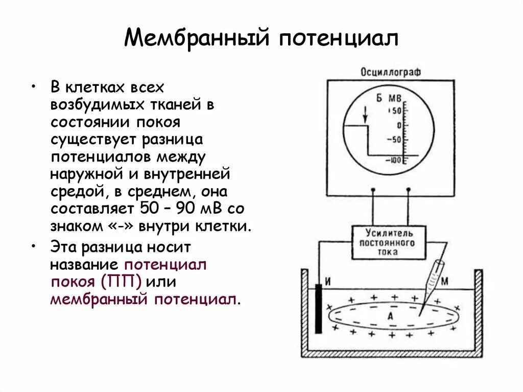 Концентрация натрия внутри клетки
