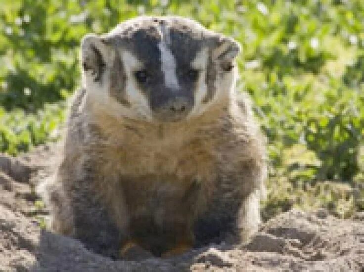 Badger на русском