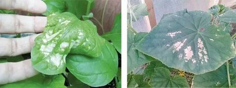 Листья как обожженные