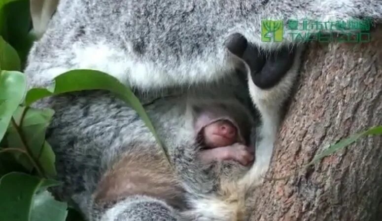 Мокрая коала. Мокрая куала куала почему нельзя гуглить. Мокрая коала мокрая коала. Мокрая куала куала почему нельзя гуглить. Мокрая коала.