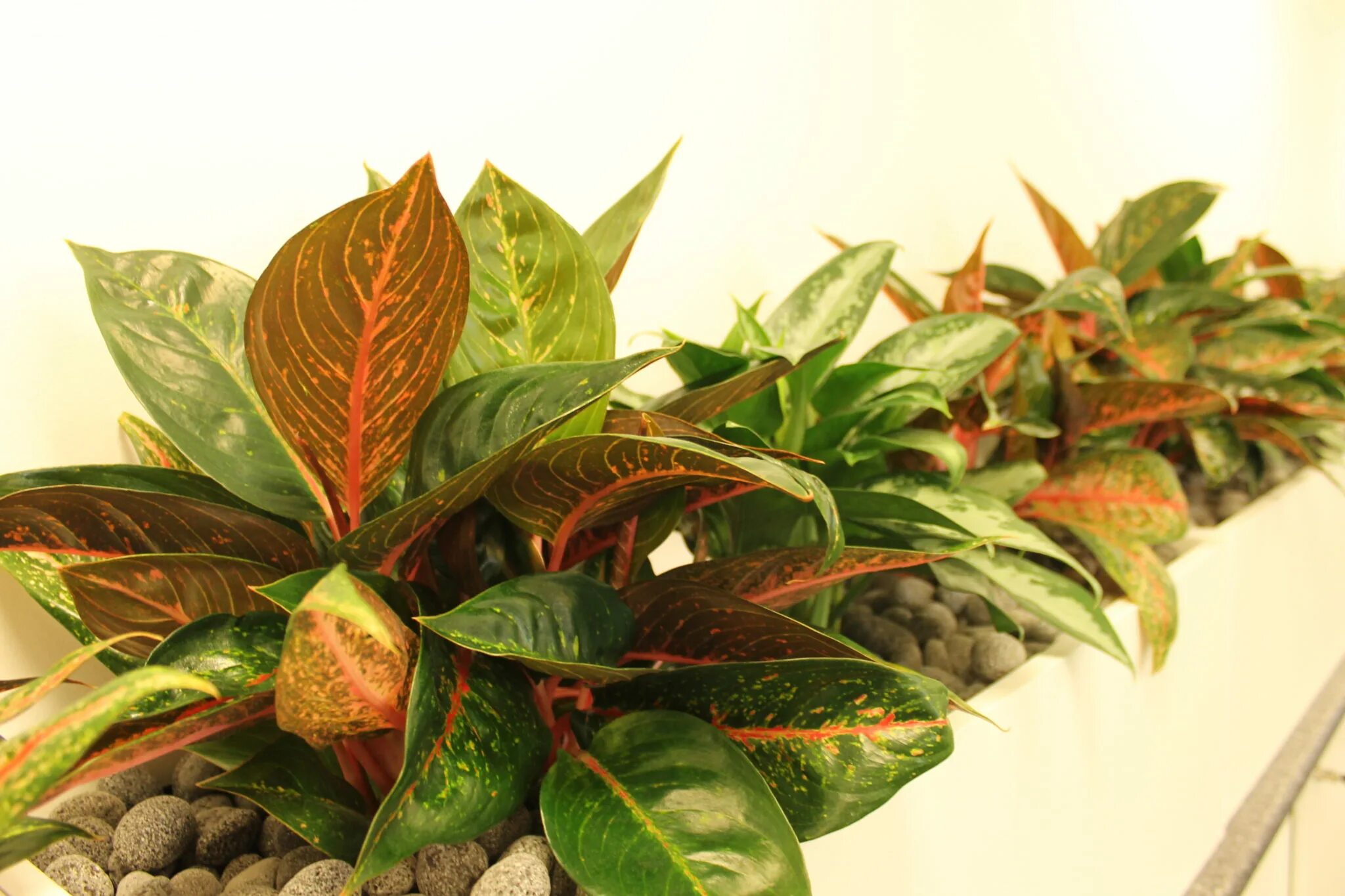 Аглаонема форум. Аглаонема сиам аврора. Диффенбахия amy. Аглаонема форум. Аглаонема bangkok dream.