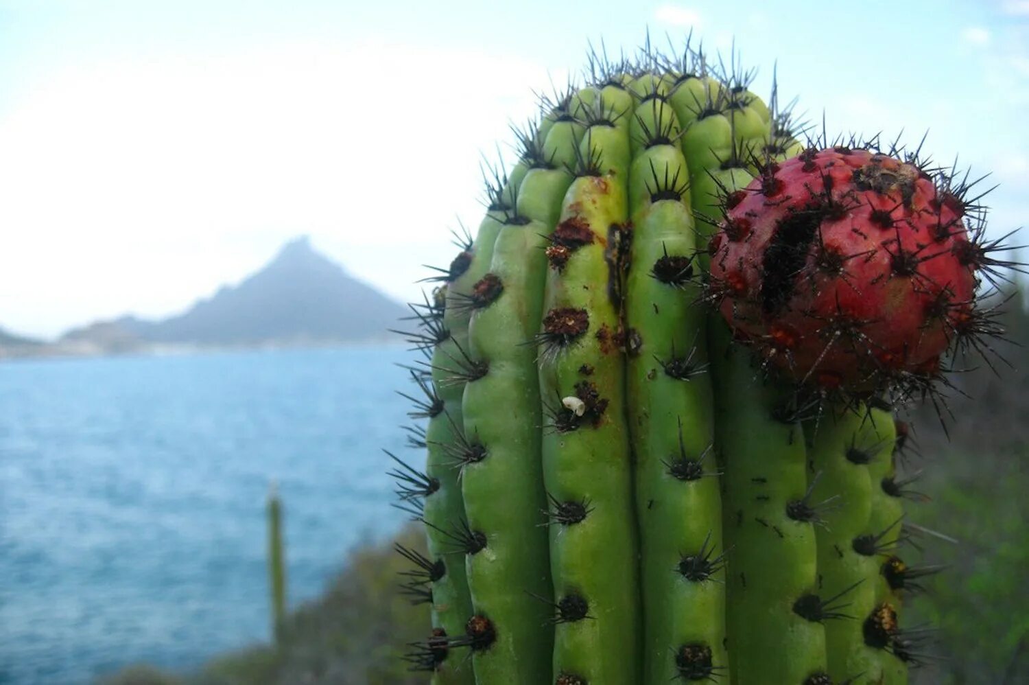 Кактус опунция тунис. Питахайя кактус. Плодоносящие кактусы. Гилоцереус - питахайя. Питайя кактус мексика.