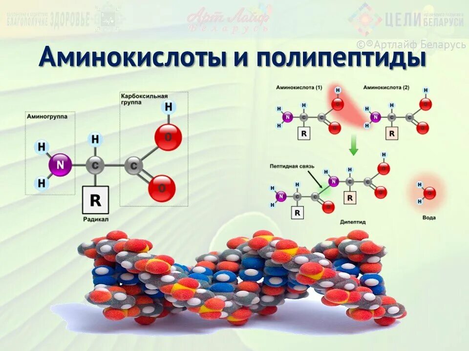 Аминокислоты. Аминокислота полипептид. Лимитирующая аминокислота это. Амины аминокислоты полипептиды. Сколько всего аминокислот