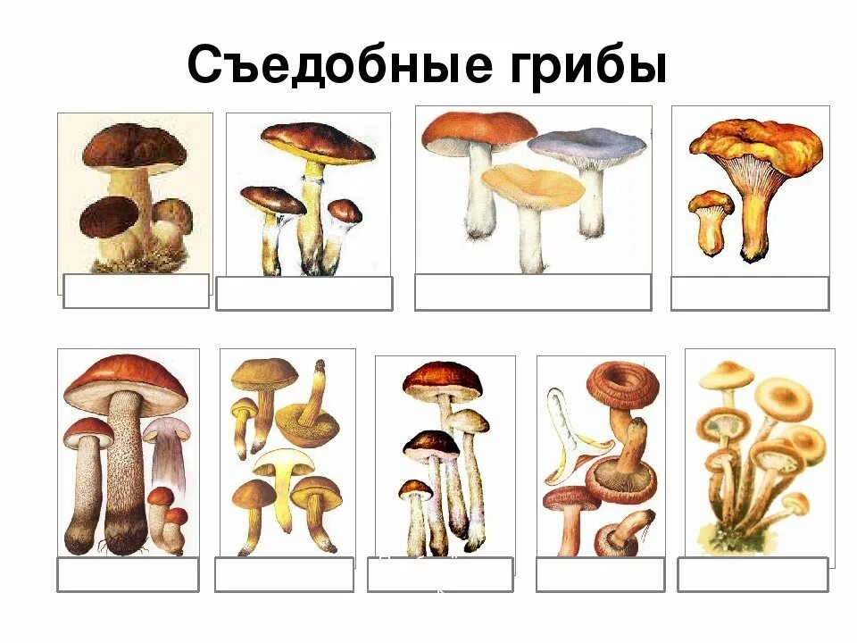 Назови 3 гриба. Съедобные грибы. Грибы: съедобные и несъедобные. Нарисовать съедобные и несъедобные грибы. Съедобные грибы картинки.