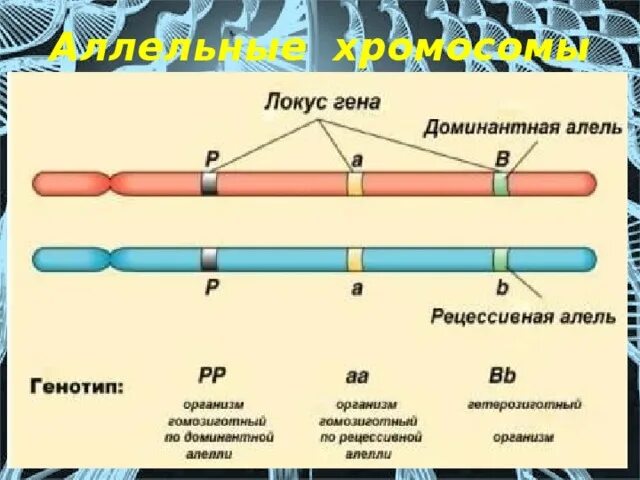 Локус и аллель. Ген и Локус. Локусы хромосом. Генные локусы. 3 гена расстояние