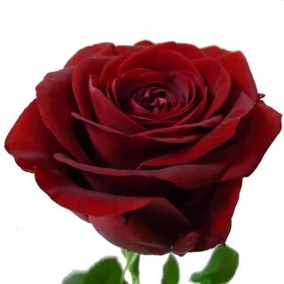 Prestige rose