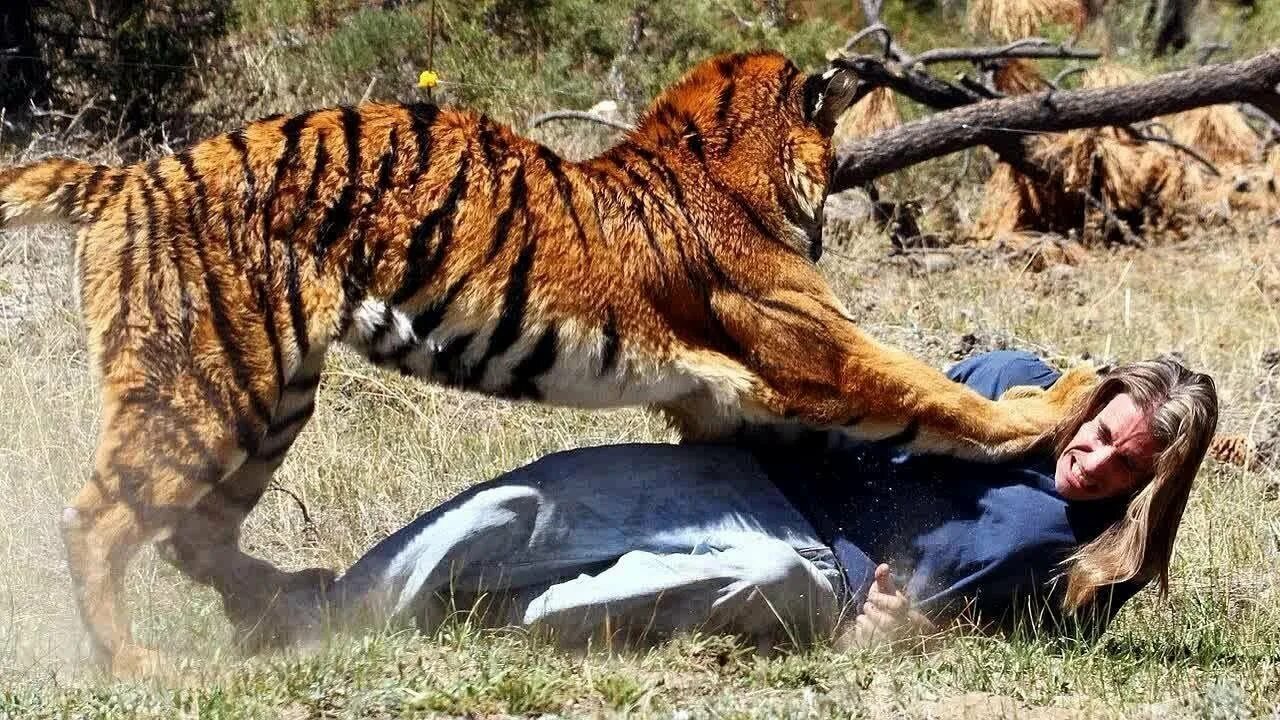 Нападен еживо ных на людей. Нападение животных на людей. Животные на подают на людей.