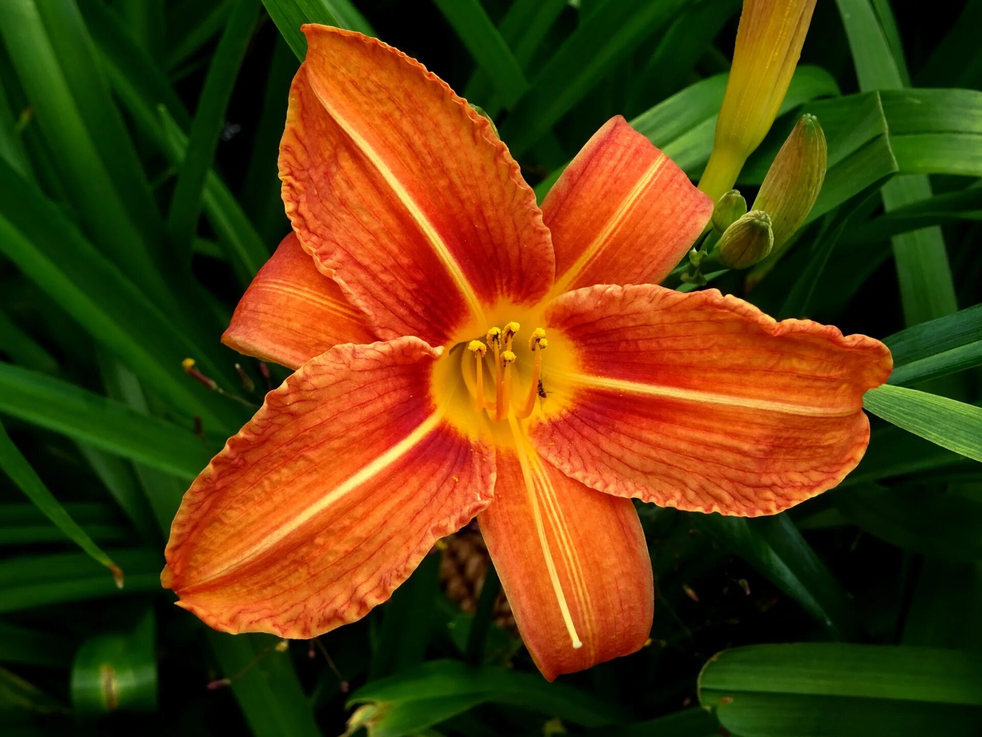 Лилейник оранжевый хемерокалис. Лилейник оранж вельвет. Лилейник Hemerocallis Orange. Лилейник дикий оранжевый.