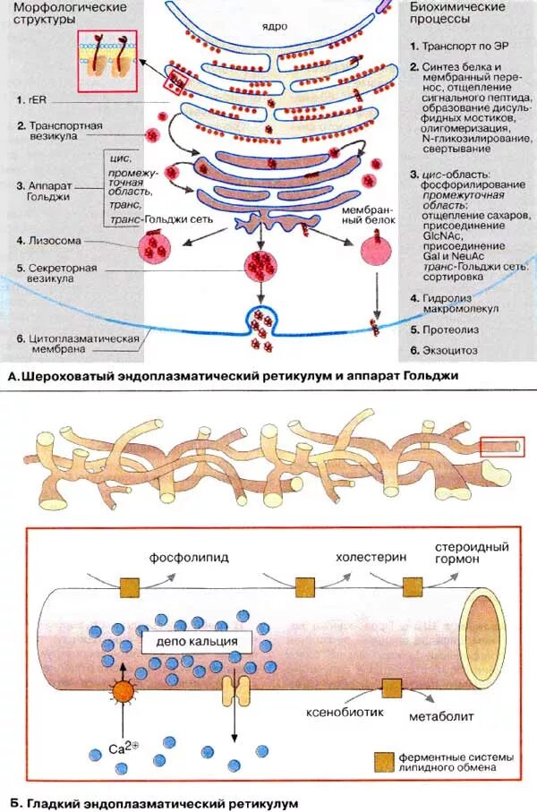 Синтез белка шероховатая эпс. ЭПР И аппарат Гольджи. Эндоплазматический ретикулум и аппарат Гольджи. Аппарат Гольджи Синтез белков. Функции белков в аппарате Гольджи.
