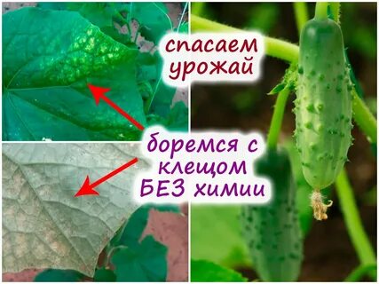 Клещ в огурцах чем обработать
