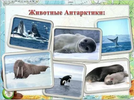 Северные животные названия