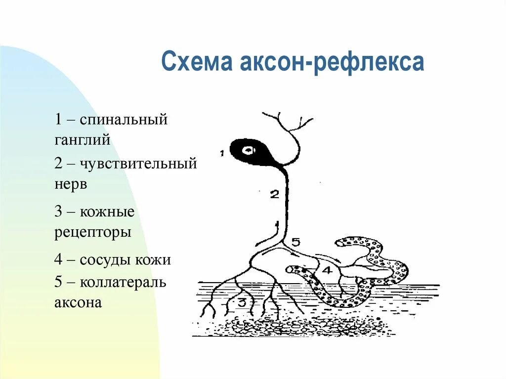 Аксон рефлекс. Аксон рефлекс физиология. Аксон рефлекс схема. Аксон рефлекс физиология схема. Понятие об Аксон рефлексе.