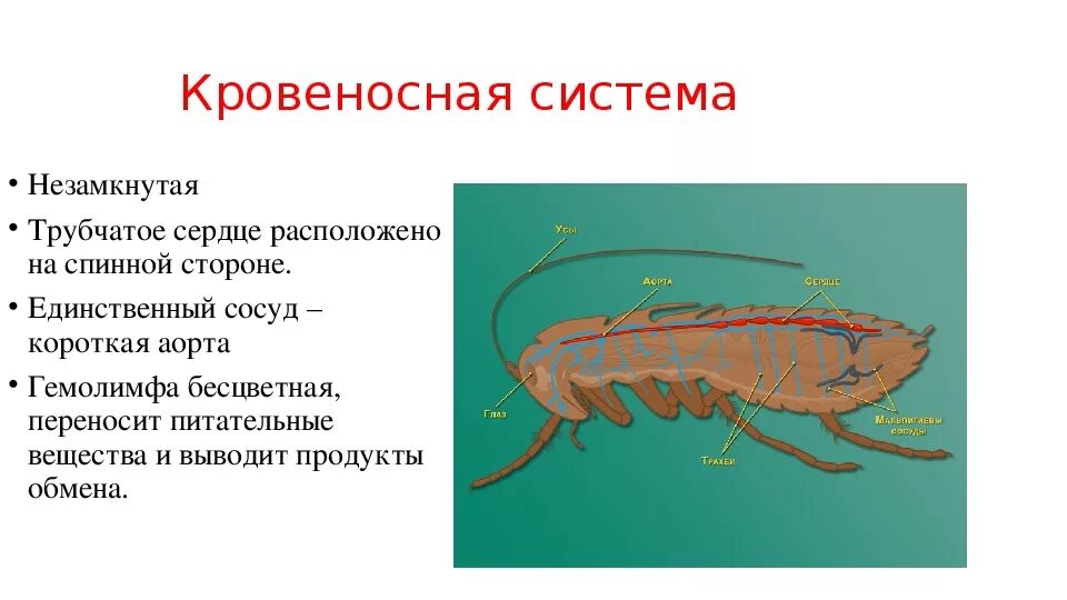 Особенности дыхания членистоногих животных. Особенности дыхания членистоногих животных