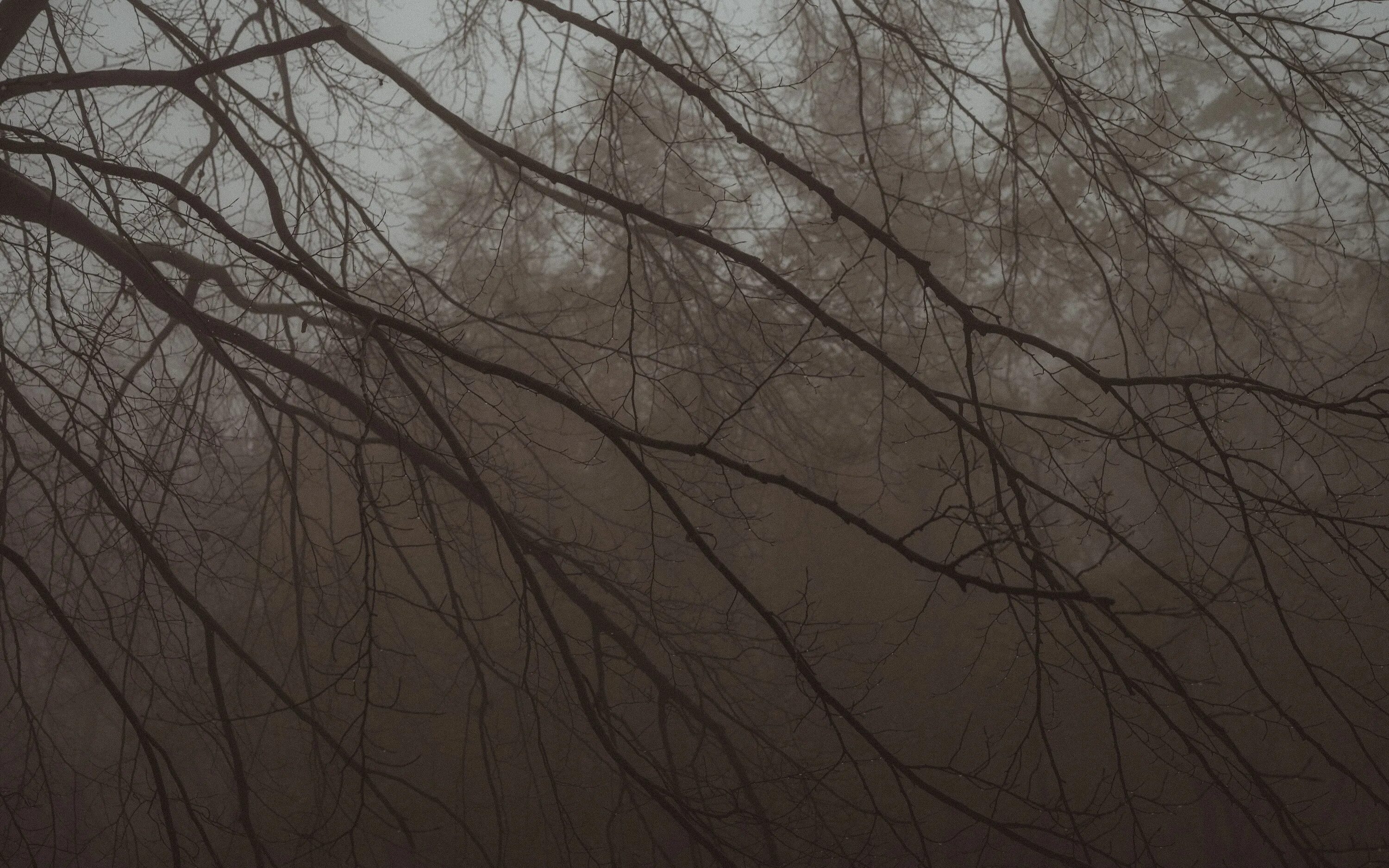 Ветвь туманного дерева. Ветки в тумане. UHD ветви деревьев. Тёмная мгла обои. Обои 4к Ultra HD темные.